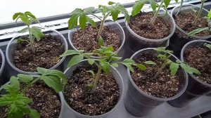 Как дезинфицировать почву если  у рассады томатов появилась черная ножка