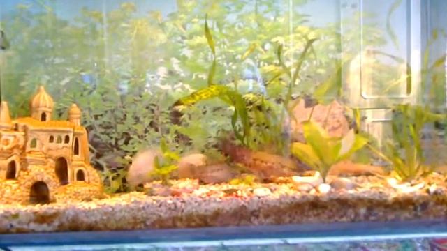 мотыль попугии и таракатумы