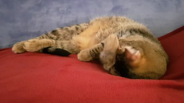 Сима лижется