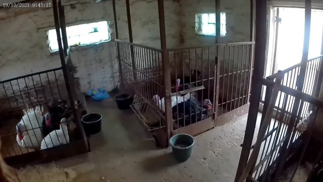 ЛЮБОВЬ скотника . Работа утром. смотреть онлайн