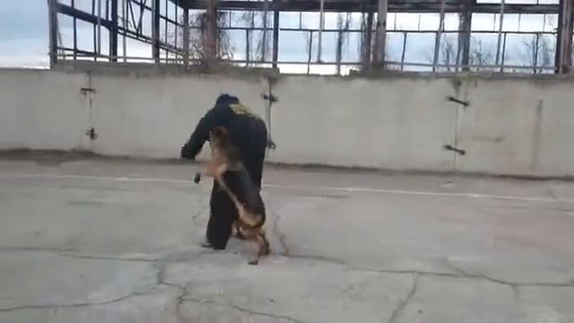 ШДС Гранд Н.О Зара смотреть онлайн