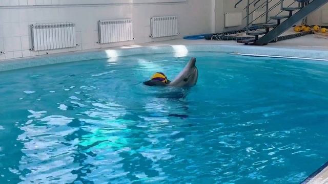 Что вытворяет дельфин Нюша🐬😱 смотреть онлайн