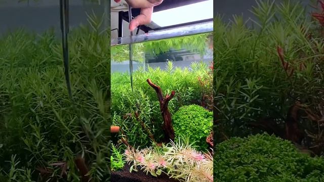 Trimming rotala green & hra смотреть онлайн