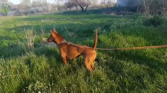 Тайский риджбек Берта знакомится с козликом смотреть онлайн