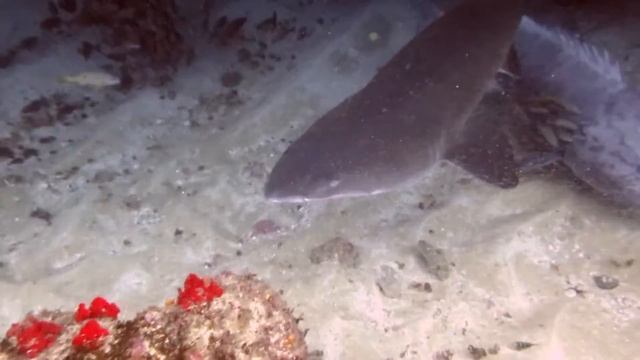 Aliwal Shoal Diving  November 2021