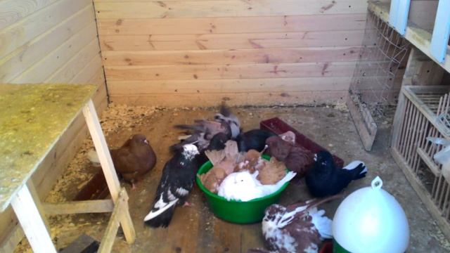 Winter Swimming Of Pigeons