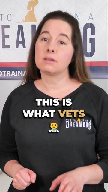 Treats for A Dog with a Sensitive Stomach #puppytrainer #youtubedogshorts смотреть онлайн