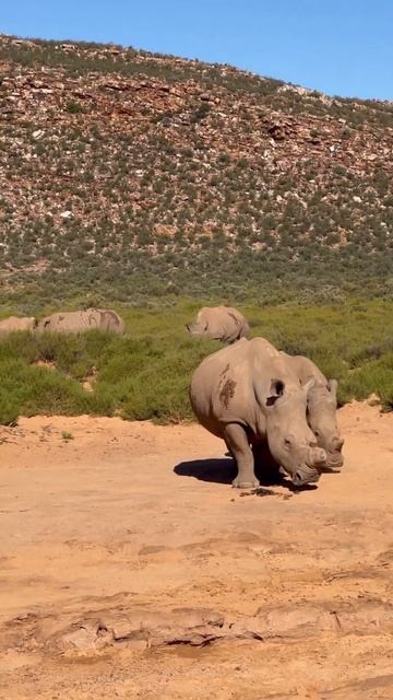 Aquila Safari Cape Town, South Africa 🇿🇦 смотреть онлайн