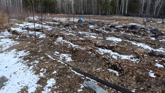 Крупноплодная малина в Сибири. Малина в Иркутске. Малина в Сибири. Как вырастить малину?