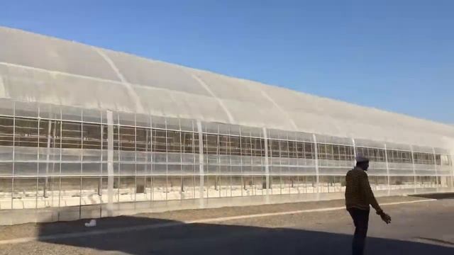 Высадка рассады томатов в Узбекистане