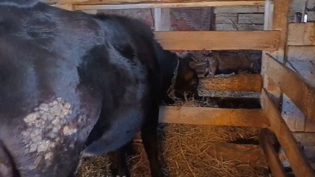 У козы отпал рог/ Стельная или не стельная. Признаки стельности телки/ Тёлка растёт!