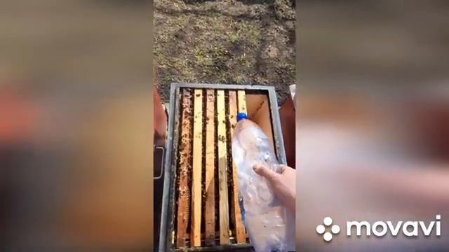 ВЕСЕННЯЯ ОБРАБОТКА ПЧЁЛ ОТ ВАРРАТОЗА ЩАВЕЛЕВОЙ КИСЛОТОЙ смотреть онлайн