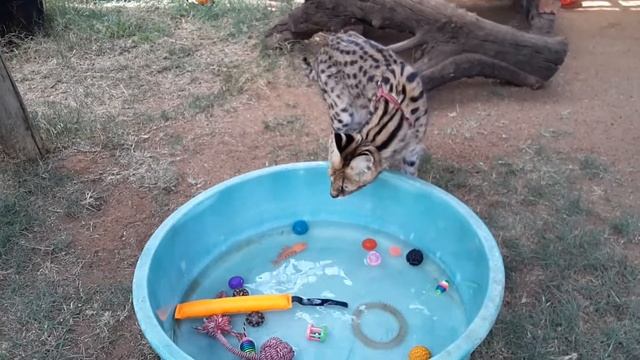 Serval splash pool!! смотреть онлайн