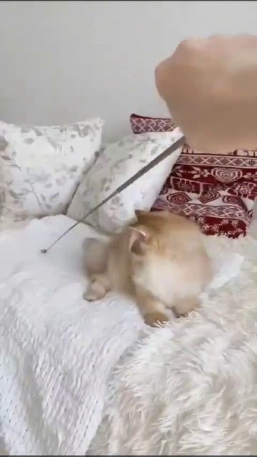 Доступный мальчик британская золотая шиншилла в драгоценном окрасе  🧡#котята #кот #продажакотят