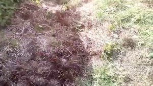 Посадка картошки под сено