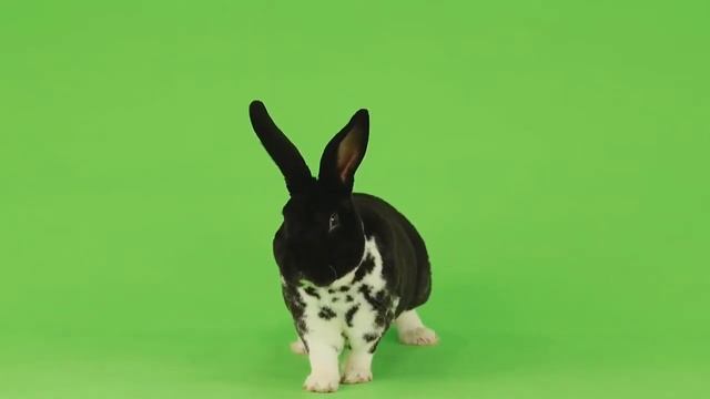 Green Screen: Black Rabbit | Chroma Key Full 1080p HD смотреть онлайн