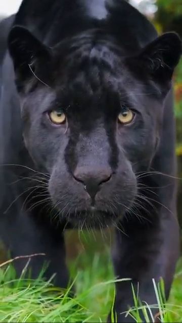 Black Panther Effect 3D Jump To Camera🖤Чёрная Пантера Эффект 3D Прыжка в Камеру!