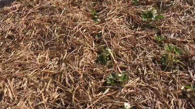 МУЛЬЧУВАННЯ ПОЛУНИЦІ СОЛОМОЮ смотреть онлайн
