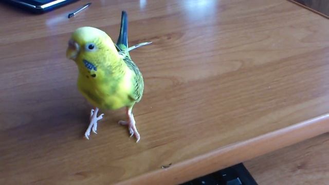 Попугайка ест морковку / A Parrot Eats A Carrot