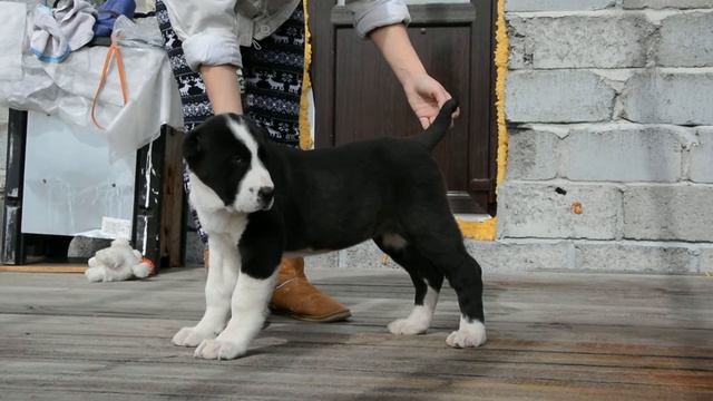 ОЕССЕНН СТИЛЬ СИЛЬВИЯ 2.5 месяца