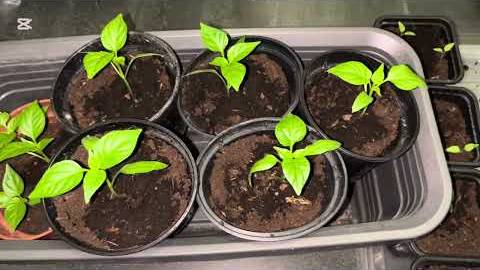 Рассада в квартире 2025. Перец, томаты ,чери ,пекинская капуста , ранняя капуста смотреть онлайн
