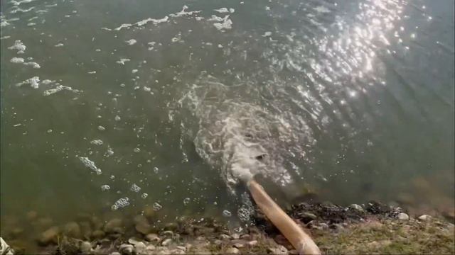 Дополнительный привоз карпа в основной водоем смотреть онлайн