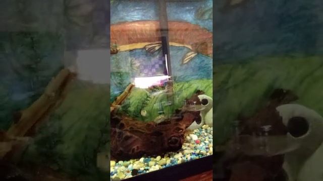 Tropical 🐟 смотреть онлайн