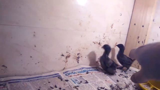 Ухейилюй. 11 дней