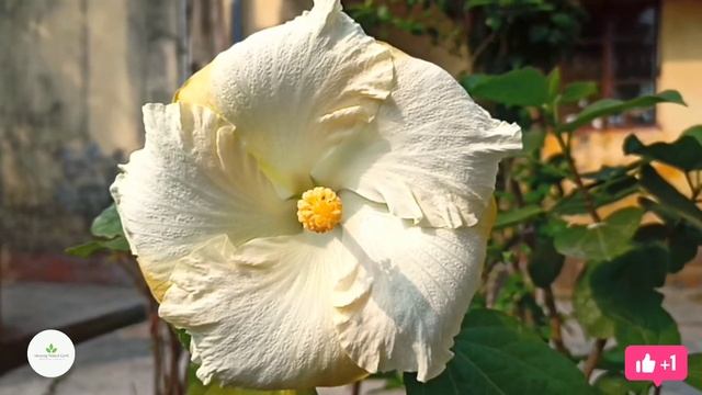 Hidden Valley Hibiscus // White Hibiscus in Full Sun смотреть онлайн