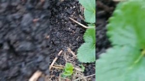 Как составить Грунт Для Укоренения Рассады Клубники // Клубника Без Химозы