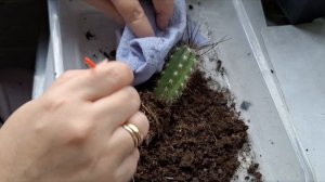 Пересадка кактусов из магазина.