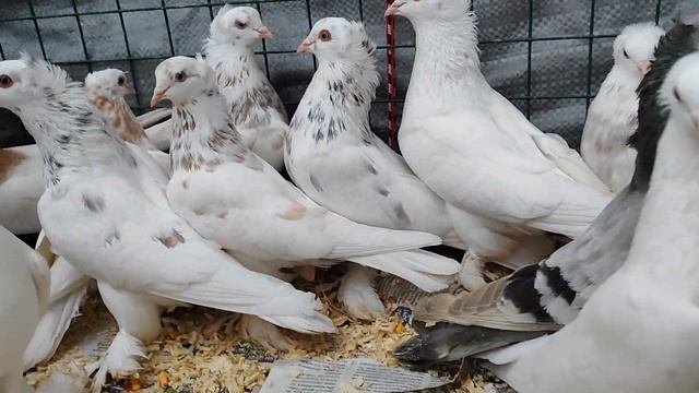 Лениноканские голуби!