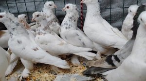 Лениноканские голуби!