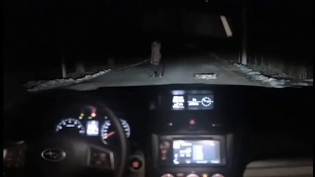Собака угнала тачку смотреть онлайн