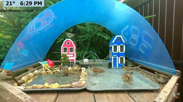 Замедленные воробьи 2 🧩 Slowed sparrows 2 #sparrow #eurasiantreesparrow #birdfeeder #полевойворобей смотреть онлайн