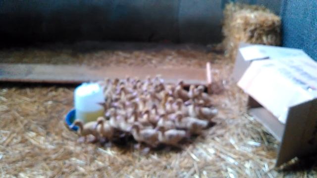 Муларди качка на вiдгодiвлю смотреть онлайн