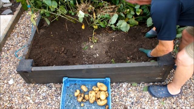 Grow Store bought Shop bought Supermarket bought Potatoes Start to Finish See a two potato reveal. смотреть онлайн