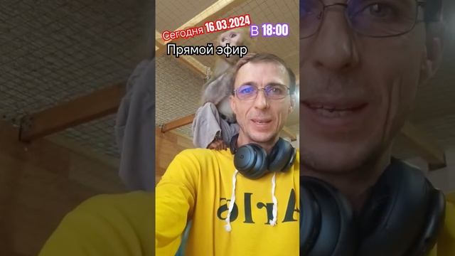 Мои любимые обезьянки #макаки #резус #обезьянки #гоша #маруся смотреть онлайн