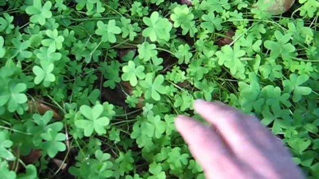 ♣ How to grow a four leaf clover ♣ 🍀🍀🍀🍀 смотреть онлайн