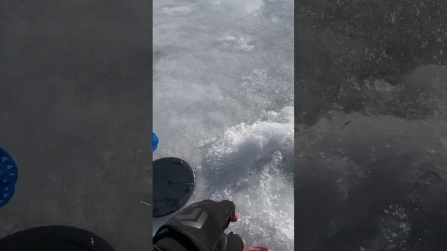 🍿 Щука на живца в марте 2025! #рыбалка #зимняярыбалка #fishing #щука #рыбалка2025 смотреть онлайн