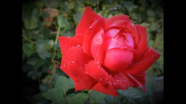 Для милых дам 8 марта