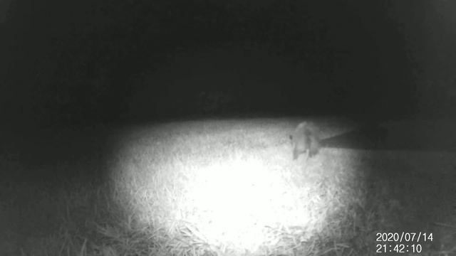 Spotlight On Possums