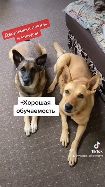 Есть такая порода Друг #собаки #дружба