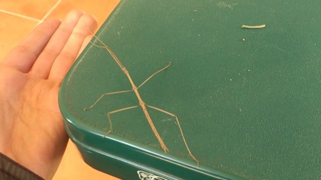 bicho palo смотреть онлайн