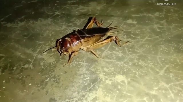 Gryllus assimilis #ঝিঝিপোকা #খরাংবো ||Shorts ||Shorts Videos ||AKR EXPLORE ||June 10, 2022 смотреть онлайн
