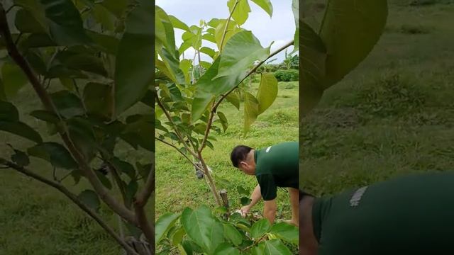 stone method air layering/marcotting of a taiwan long mulberry смотреть онлайн