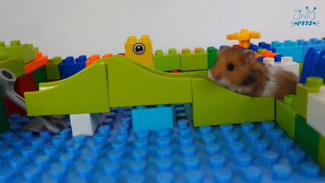 Hamster in Lego Labyrinth. MiniMi Pets смотреть онлайн