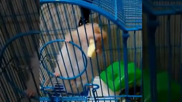 хомяк кушает картошку фри и упал