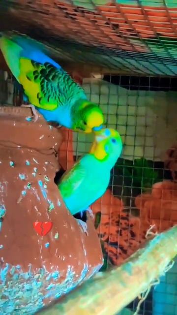 death 💔😢😔. #short #shortsvideo #lovebird смотреть онлайн