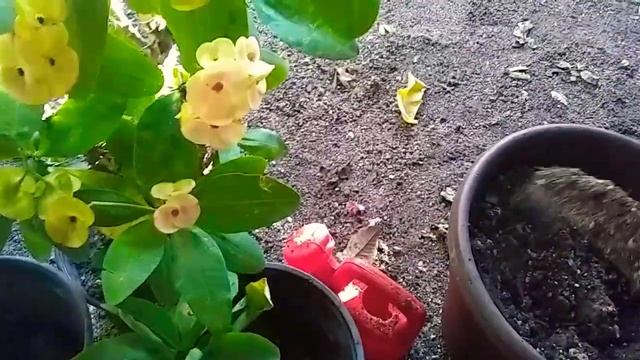 Como Reproducir Coronas De Cristo Por Esquejes/How To Reproduce Crowns Of Christ By Cutting